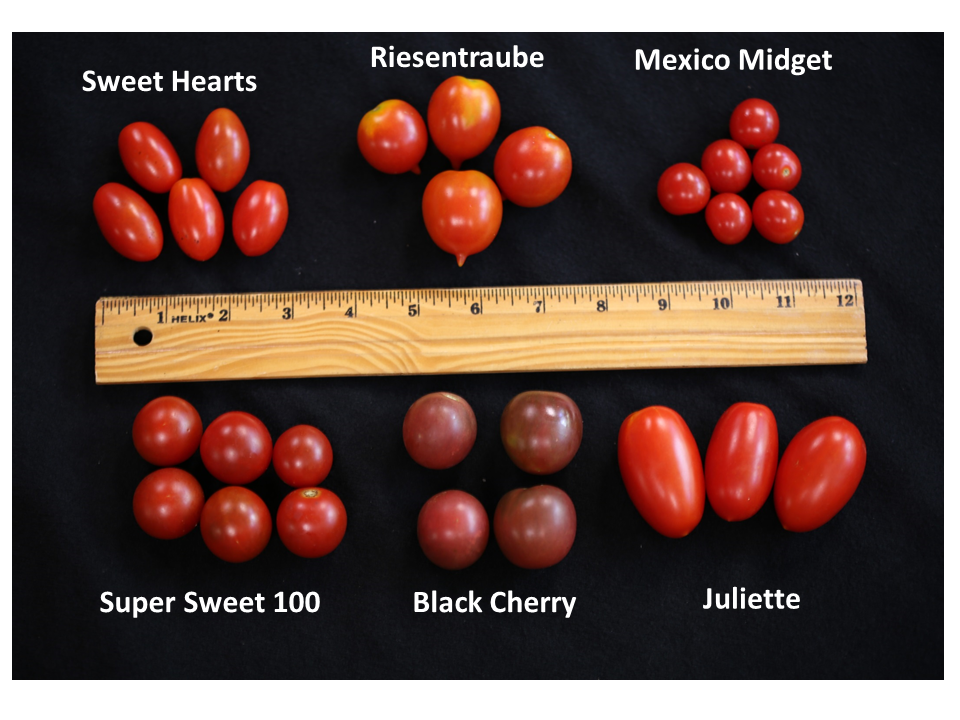 Review of some varieties of Tomatoes from John Olive