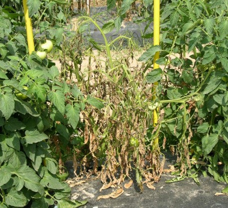 Plain Gardening Archive: The Tomato Heartbreak Disease - Bacterial Wilt