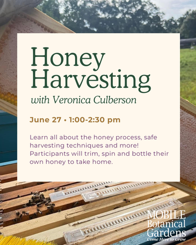 Honey Harvesting with Veronica Culberson