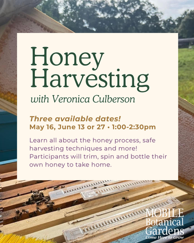 Honey Harvesting with Veronica Culberson