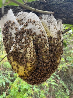 Natural Beekeeping Class